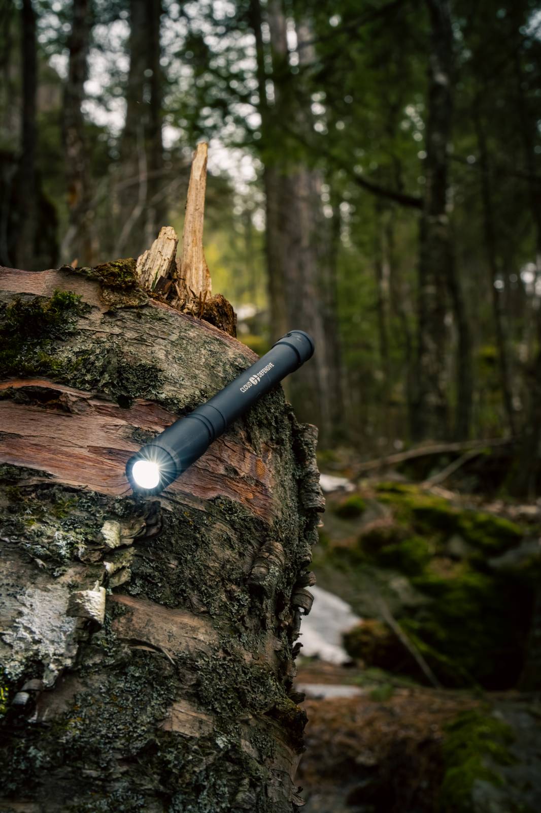 Chicro XL light sitting on log in a wooded area, shining. 